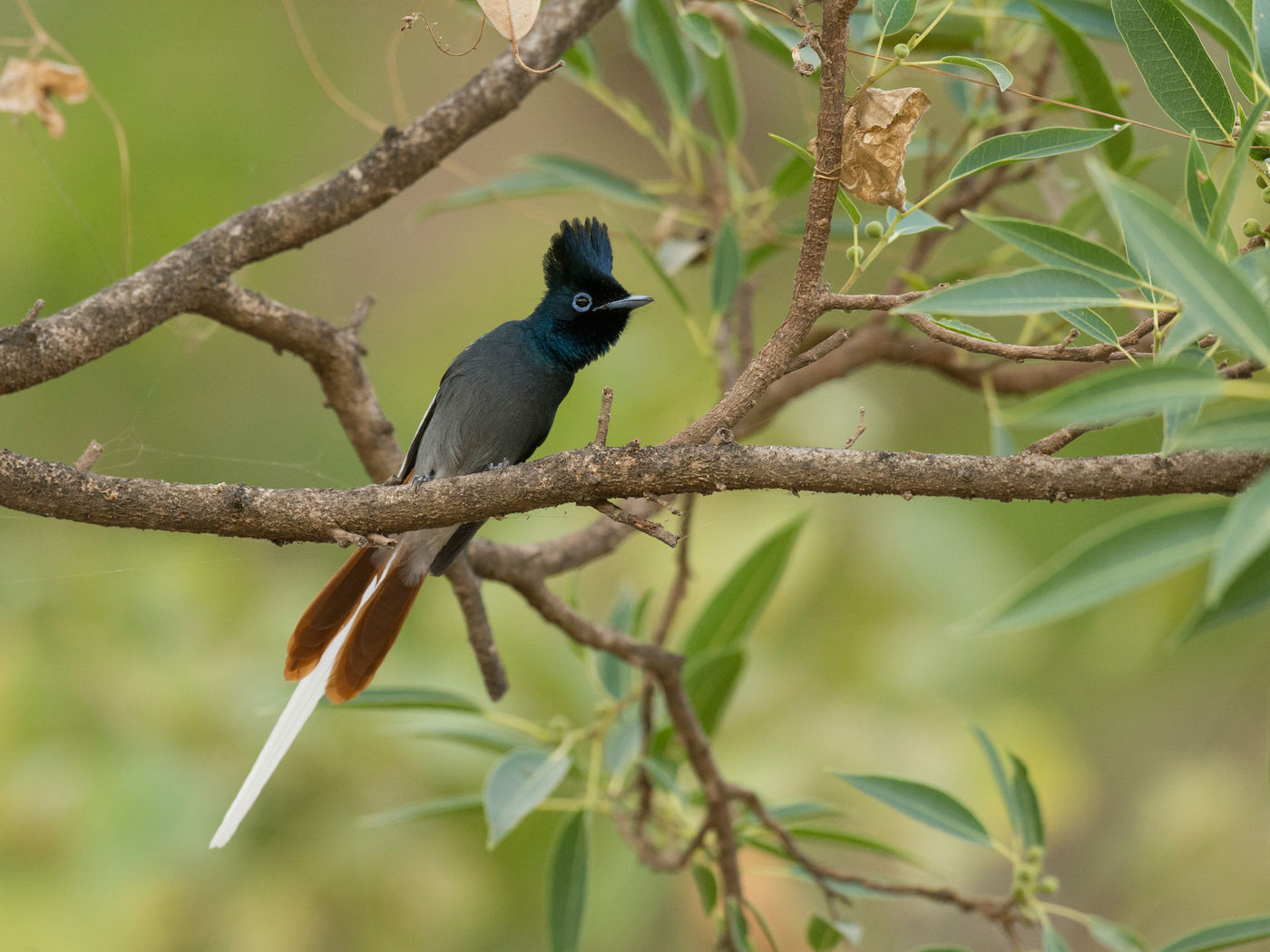 Sommige mannetjes African paradise flycatcher zijn adembenemend gekleurd. © Benny Cottele