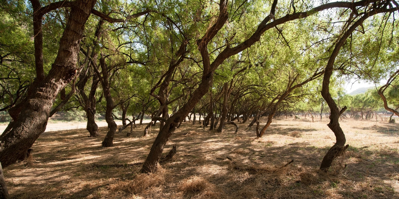De acaciabomen zorgen voor een iets minder warm microklimaat dat door tal van soorten wordt benut. © Benny Cottele