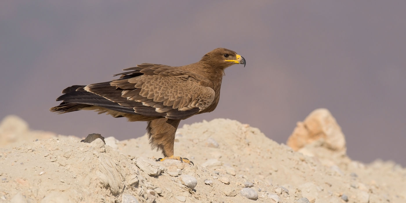 Een juveniele steppearend nabij de vuilnisbelt. © Benny Cottele