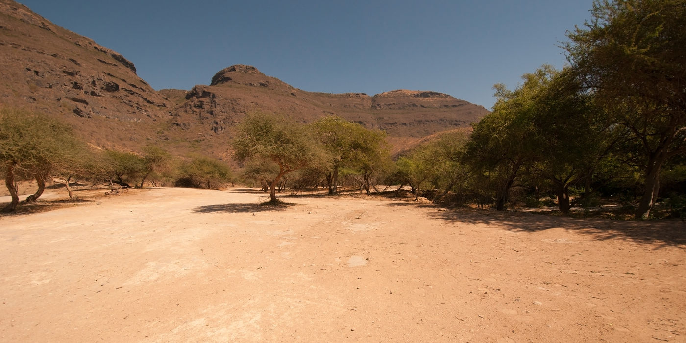 Vogelen in Oman speelt zich vaak in dit soort wadis af. © Benny Cottele