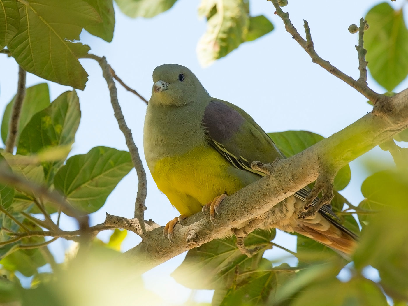 Un Bruce's Green Pigeon, le seul des pigeons verts que l'on trouve si loin au nord. © Benny Cottele