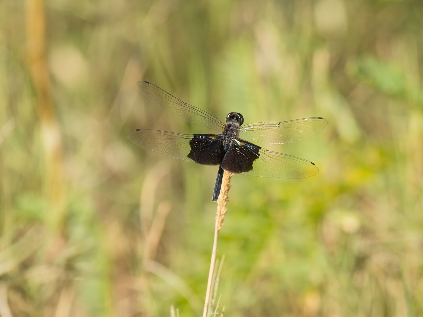 Des libellules peuvent aussi être trouvées autour des oasis. © Benny Cottele