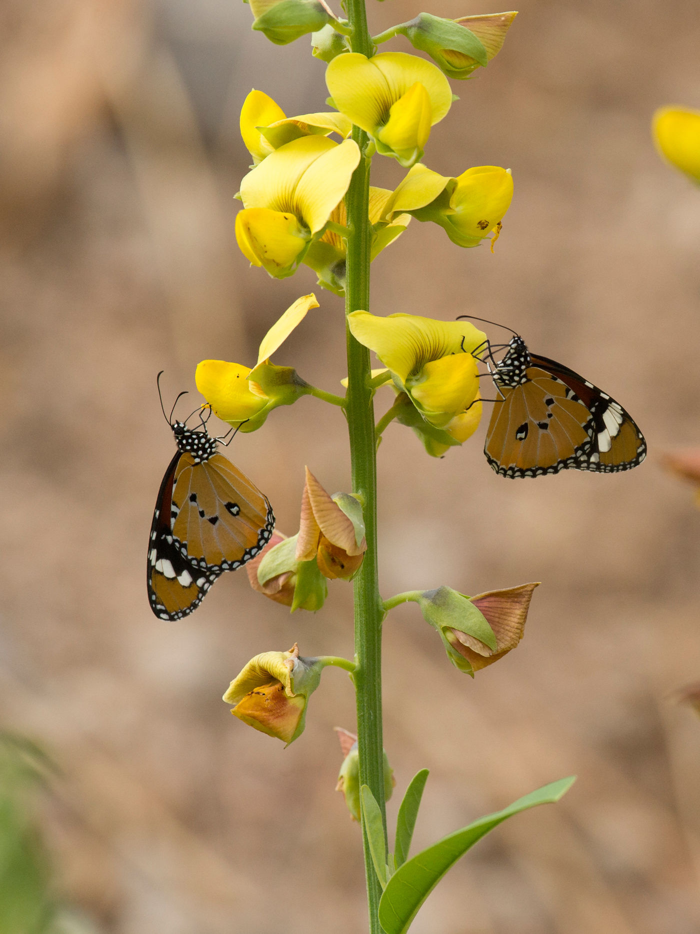 Kleine monarchvlinders poseren op een vlinderbloemige. © Benny Cottele