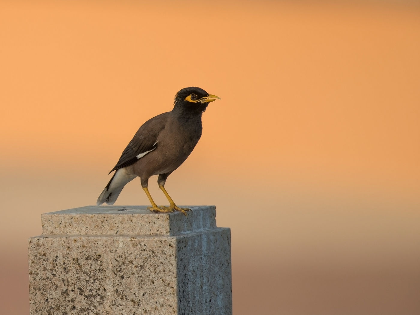 Le Common Myna, une espèce introduite d'Inde, se porte bien dans ces régions. © Benny Cottele