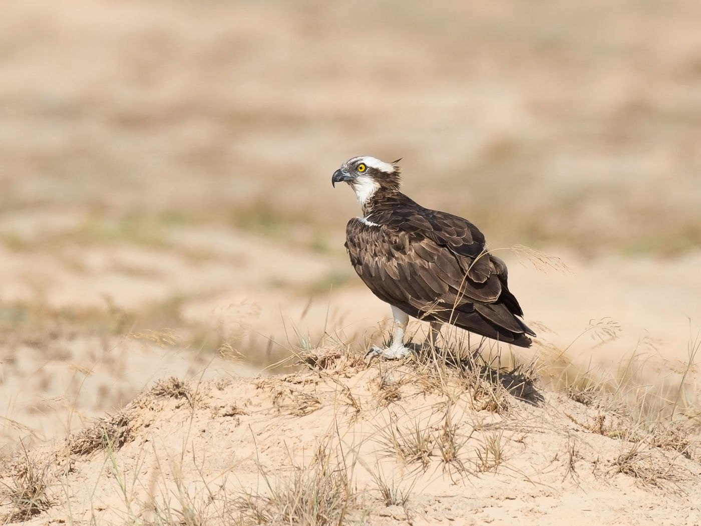 Les balbuzards pêcheurs en ont pour leur argent dans ces zones, bien que le sol désertique diffère de leurs zones de reproduction plus au nord. © Benny Cottele