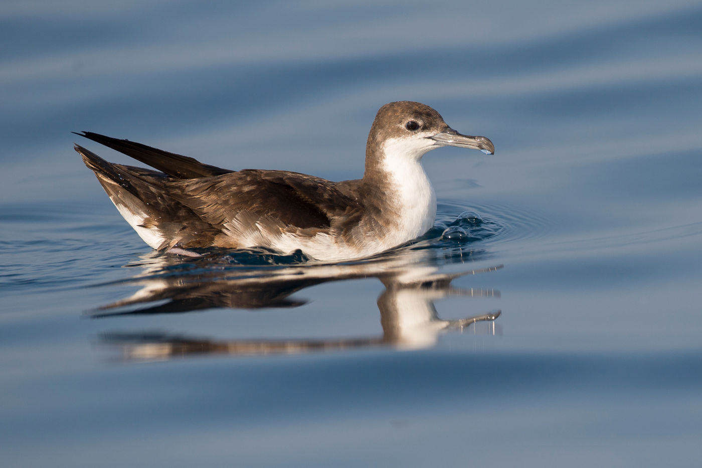 Portrait d'un Persian Shearwater. © Benny Cottele