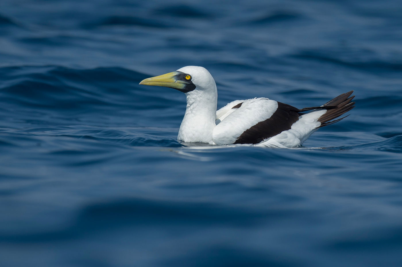 Masked Booby, incontestablement la star de notre précédente sortie pélagique à Mirbat. © Benny Cottele