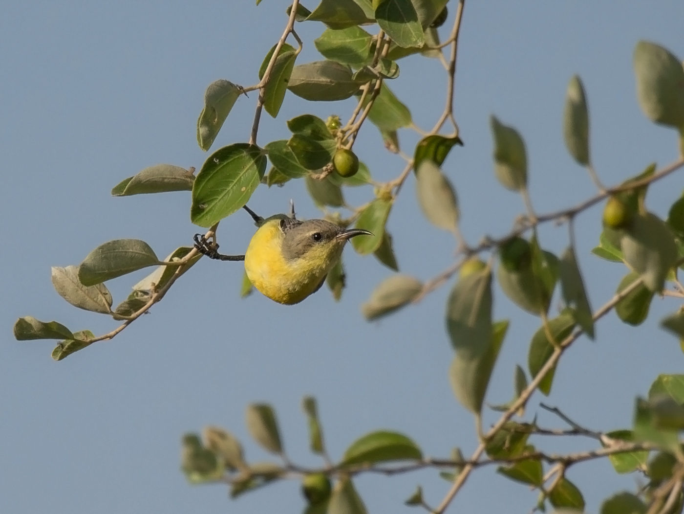 Vrouwtjes purple sunbird vallen amper op wanneer ze het bladerdek afspeuren. © Benny Cottele