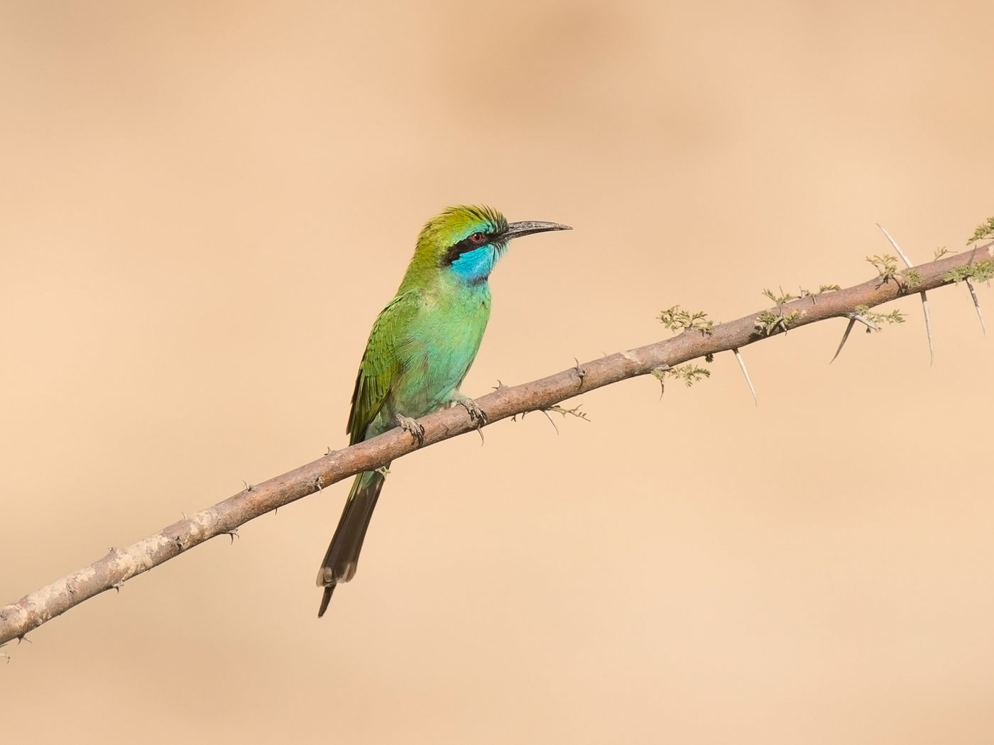 Portret van een kleine groene bijeneter. © Benny Cottele