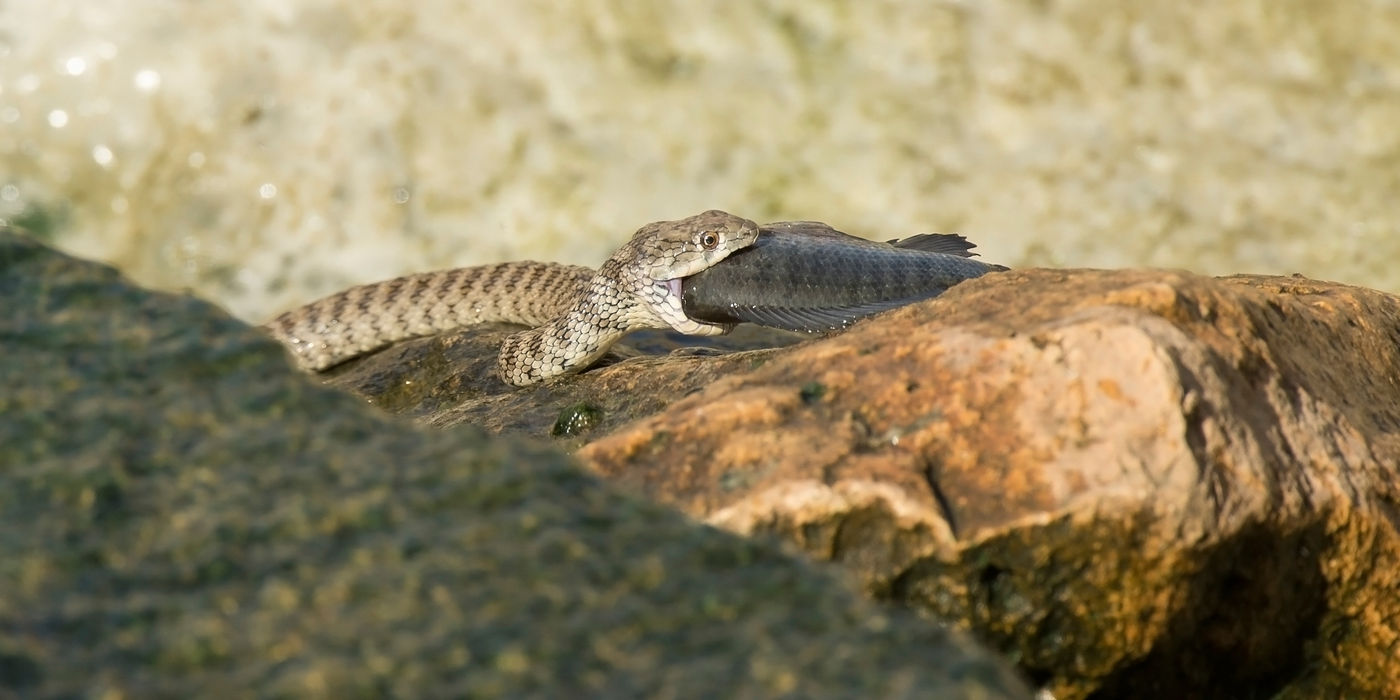 Cette couleuvre tessellée a attrapé un tilapia ! © Benny Cottele