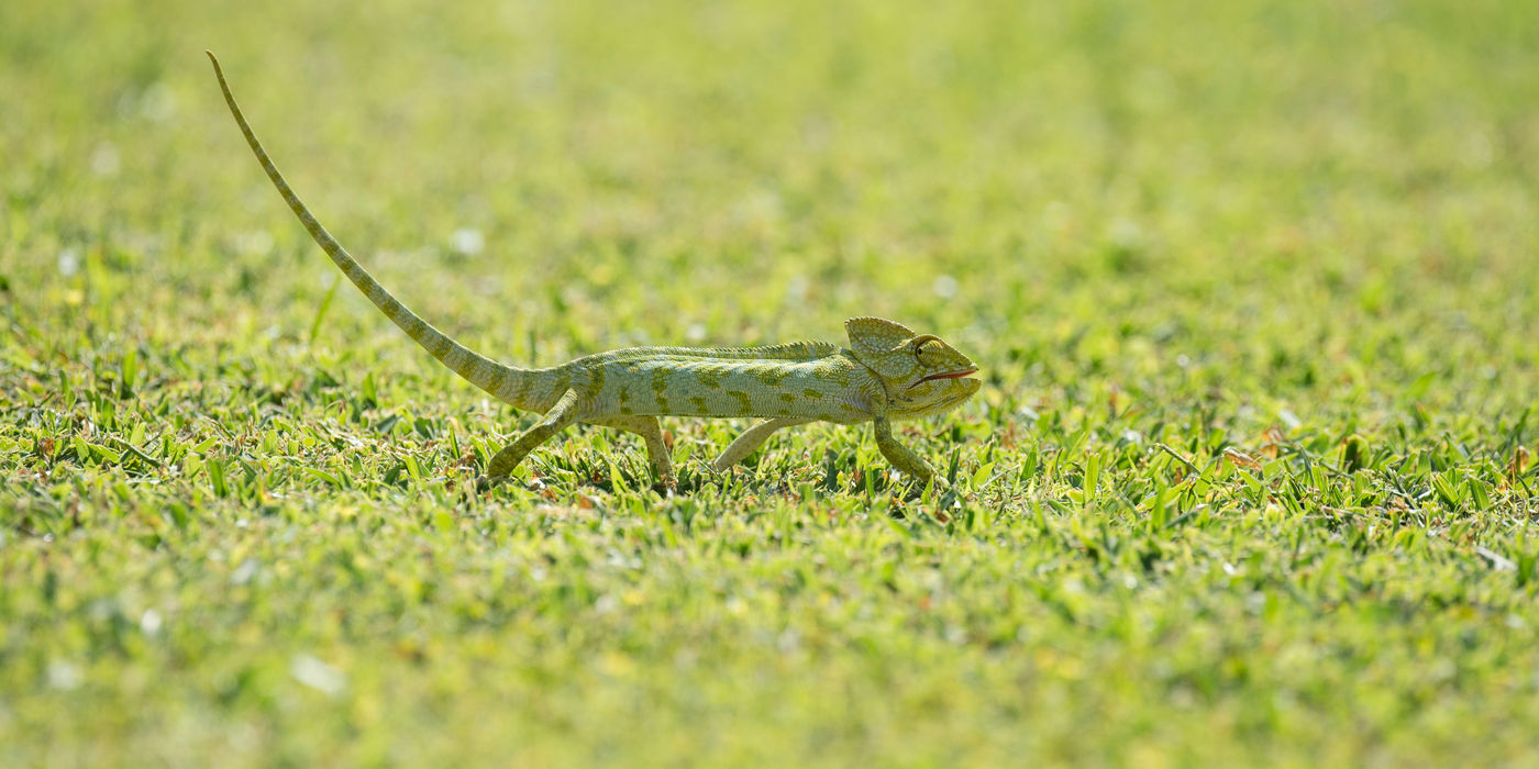 Deze kameleon wilde ongezien het gazon oversteken, maar slaagde daar niet helemaal in. © Benny Cottele