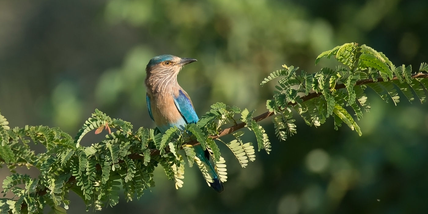 Indische scharrelaar op een acacia. © Benny Cottele