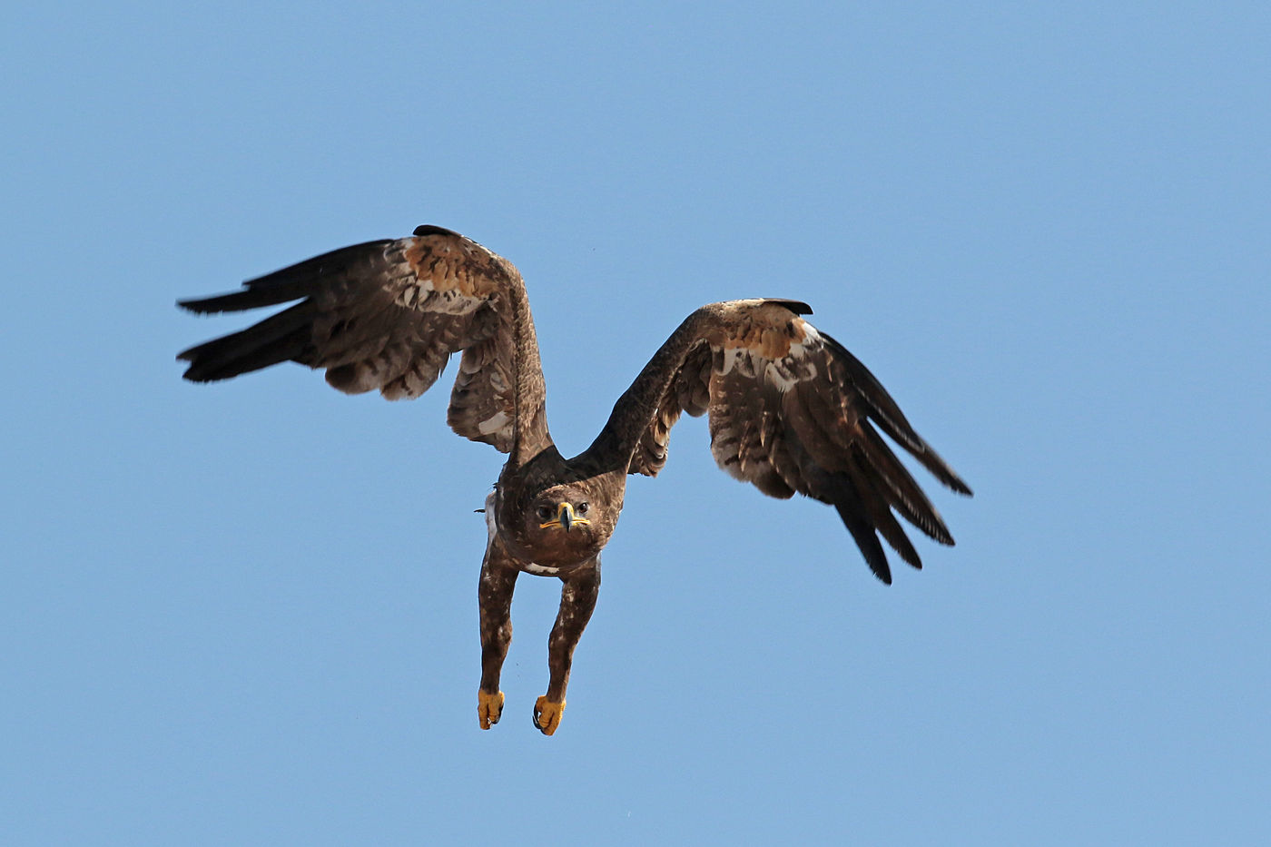 Un aigle des steppes immature près d'une décharge. © Danny Roobaert