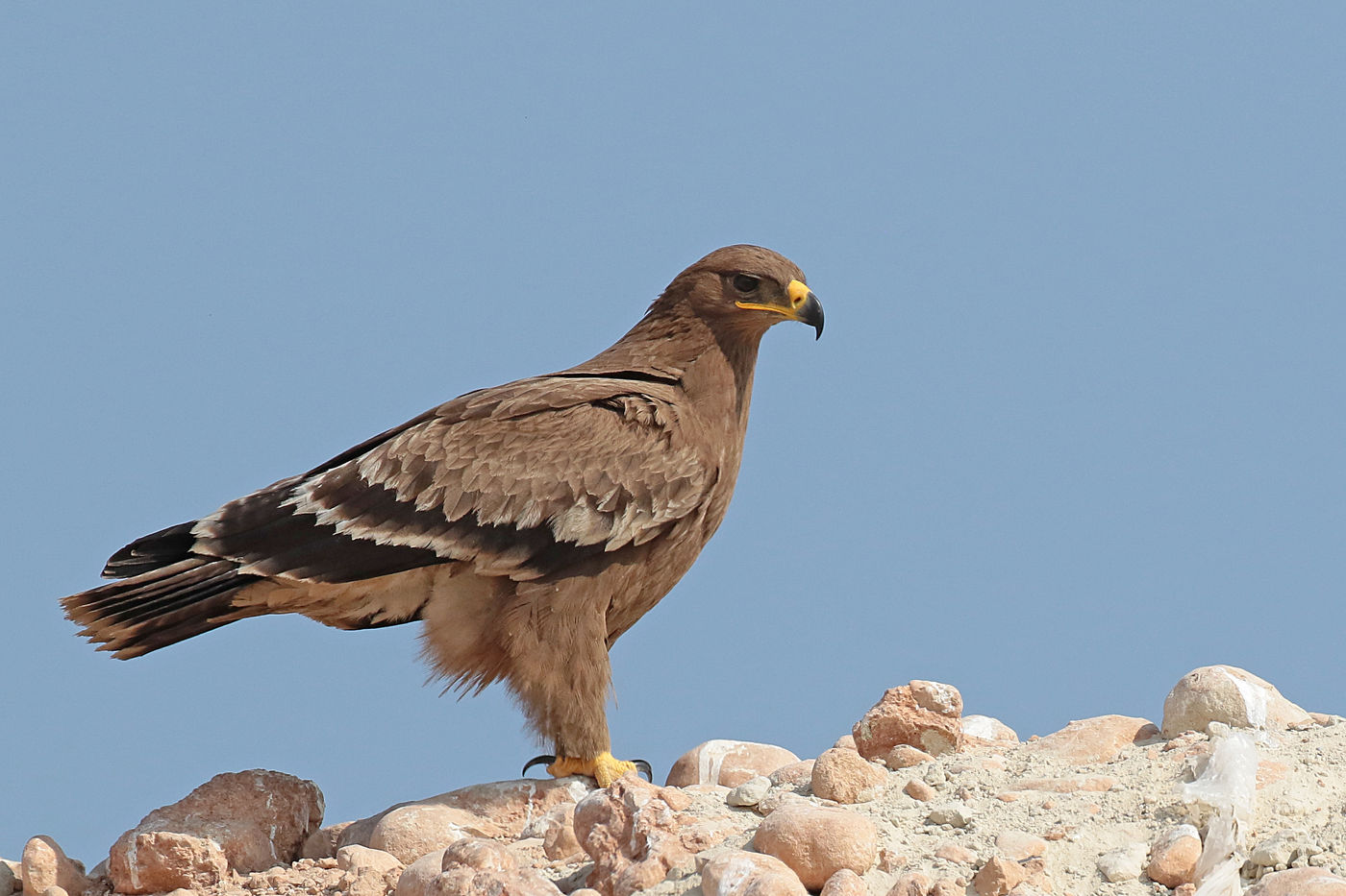 Een juveniele steppearend rust uit. © Danny Roobaert