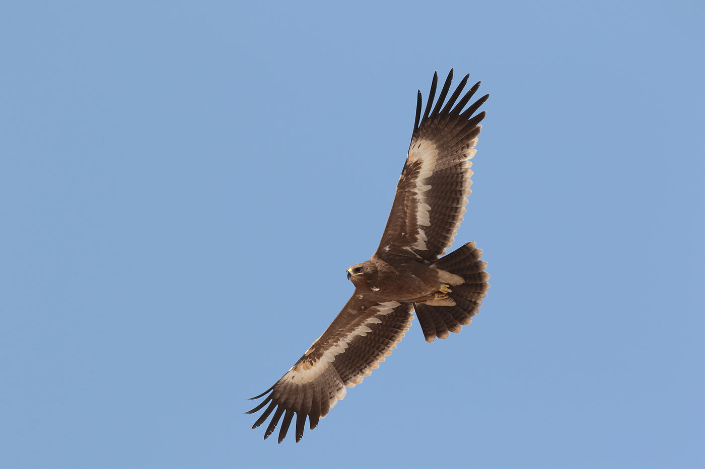 La population mondiale d'aigles des steppes ne se porte pas particulièrement bien et de nombreux oiseaux, comme un juvénile ici, restent à Oman toute l'année sans se reproduire. © Danny Roobaert