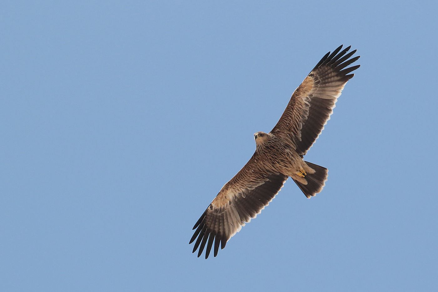 Oman is natuurlijk bekend om de hoge aantallen overwinterende arenden, zoals deze juveniele keizerarend. © Danny Roobaert