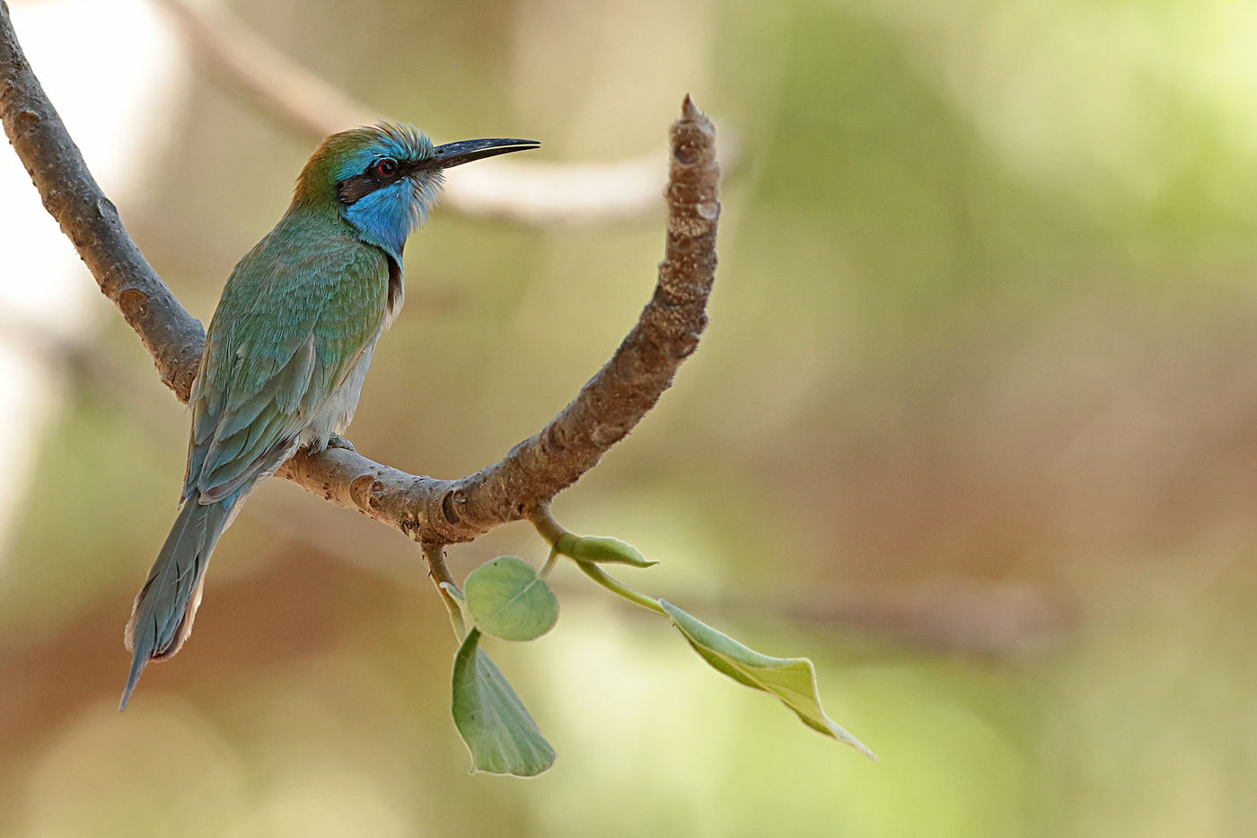 Kleine groene bijeneters kennen heel wat ondersoorten. Dit is de Arabische. © Danny Roobaert