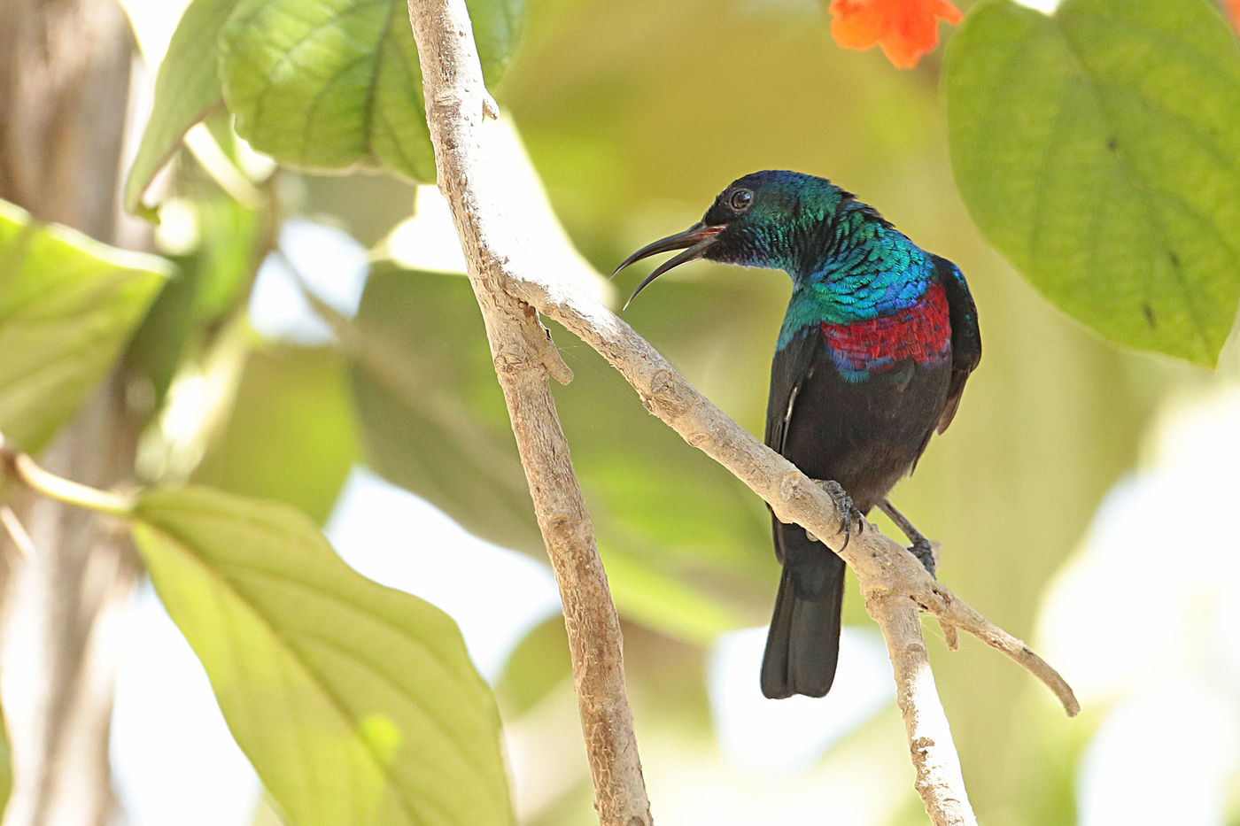 Le Shining Sunbird ne s'observe que dans le sud, dans la région de Salalah, souvent près des arbres en fleurs. © Danny Roobaert