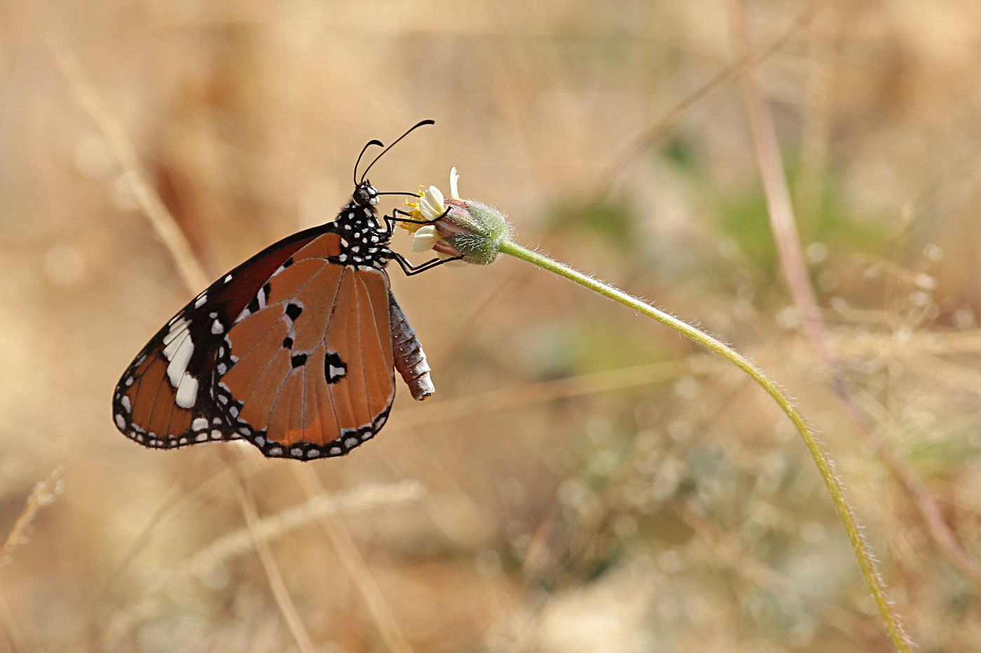 Een kleine monarchvlinder, een vertrouwde verschijning in de Arabische landen. © Danny Roobaert