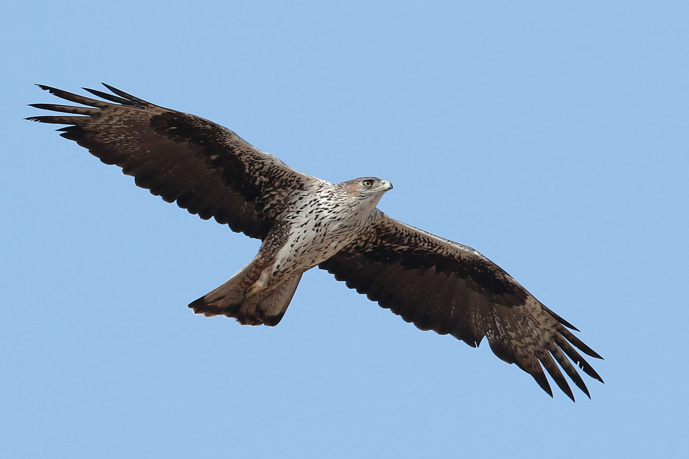 Quelle expérience de voir un aigle de Bonelli adulte planer au-dessus de nos têtes... Waw ! © Danny Roobaert