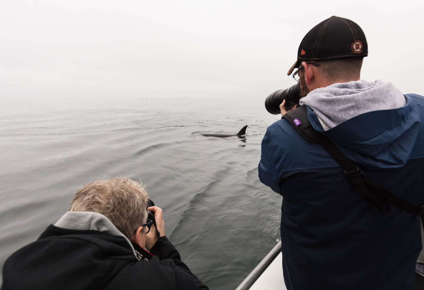 Een orka poseert gewillig naast de boot. © Iwan Lewylle