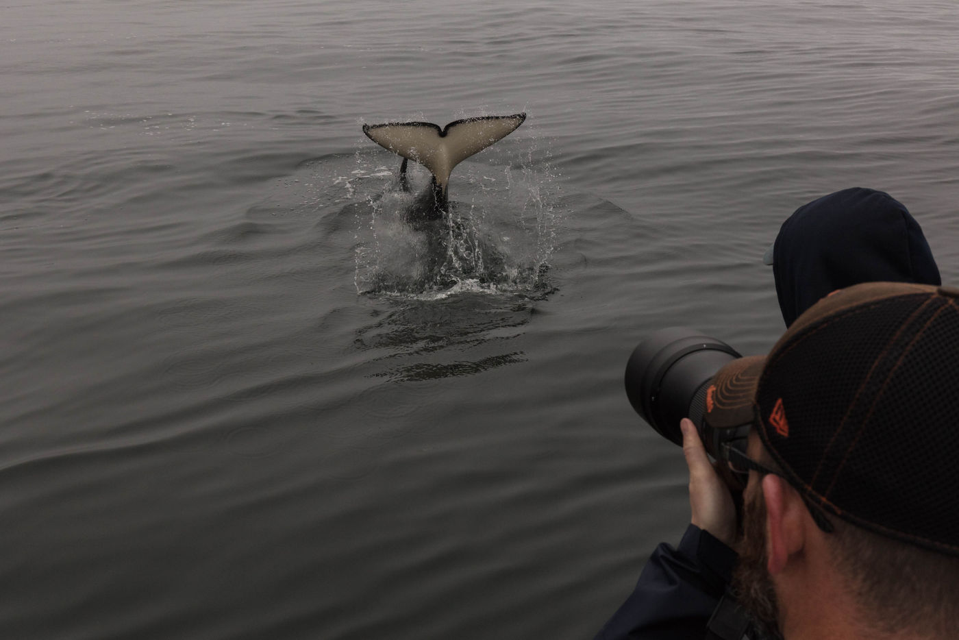 Een orka naast de boot. © Iwan Lewylle