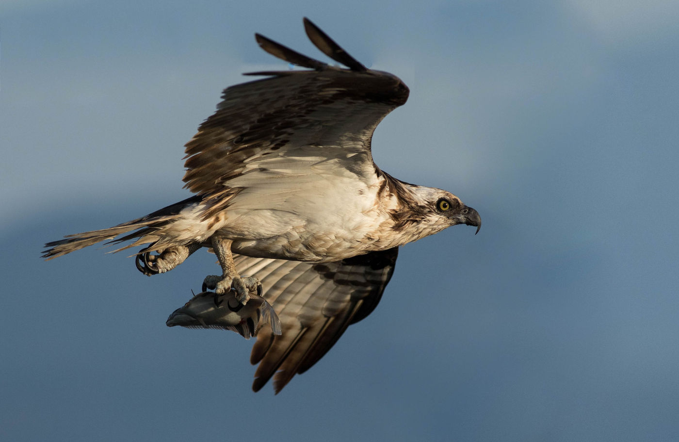 Deze visarend heeft een platvis voor lunch. © Joachim Bertrands