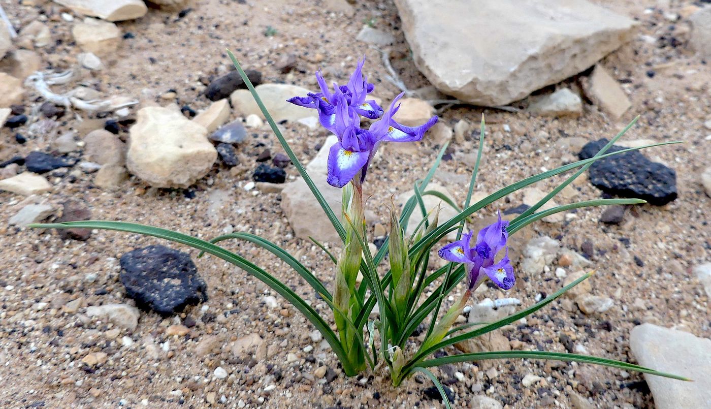 De nombreuses fleurs couvraient le sol aride du désert cette année