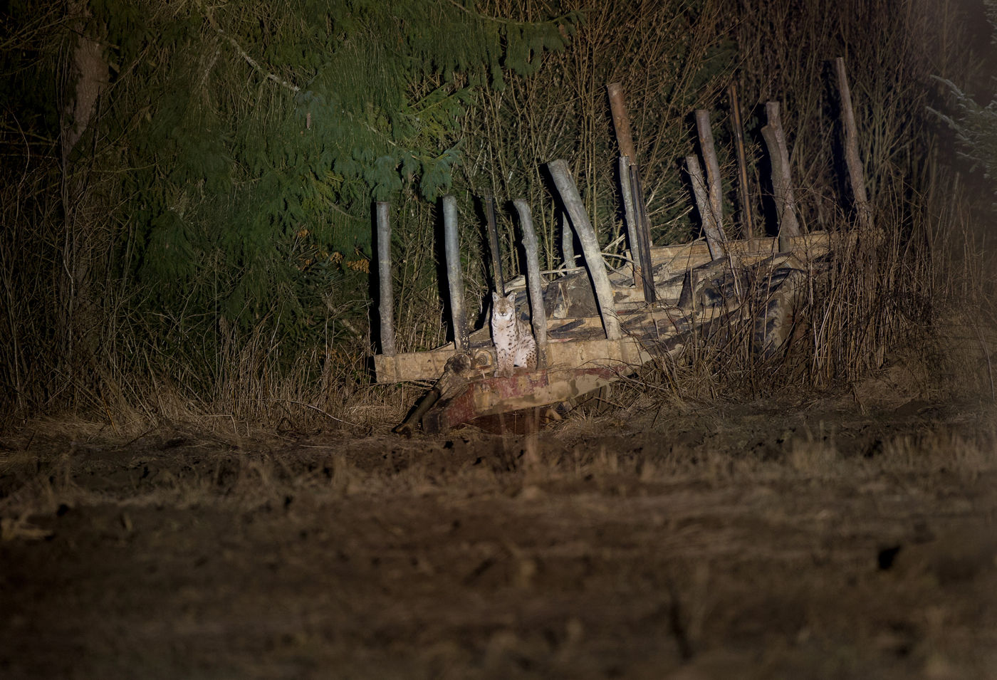 Onwaarschijnlijke foto van een wilde Euraziatische lynx in Polen. © Pieter-Jan D'hond en Karl Vanginderdeuren