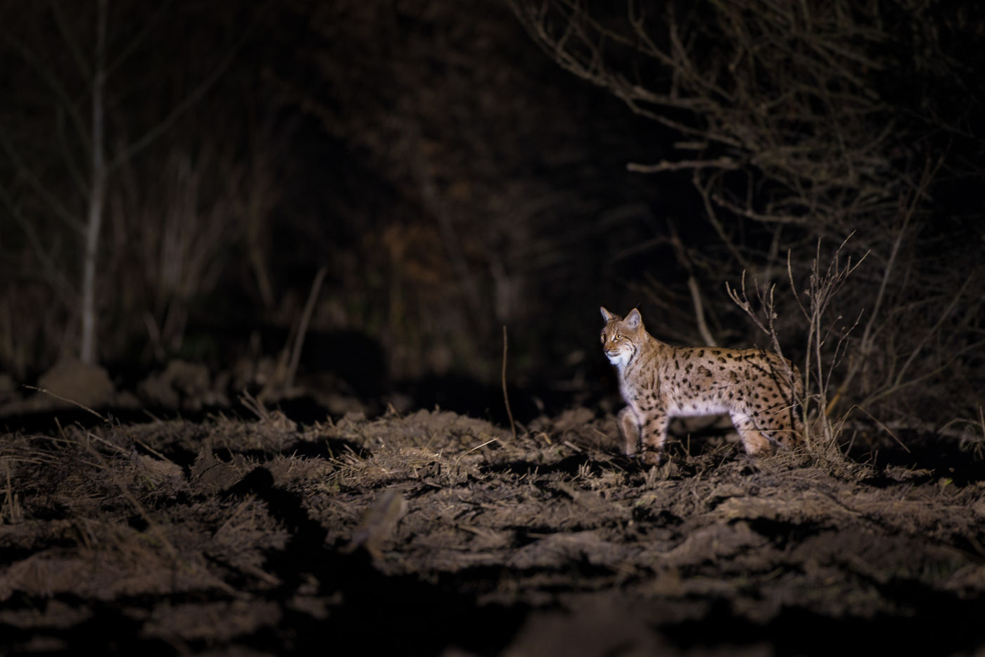 Rencontre nocturne avec le lynx d'Europe. © Voyages STARLING