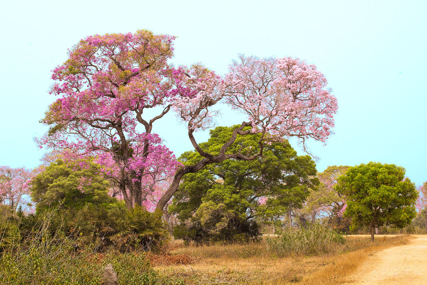 De  bloesems van sommige bomen kleuren de kruinen prachtig roze. © Rudi Debruyne