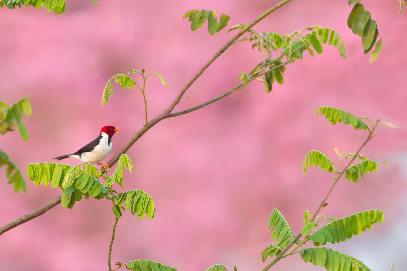 yellow-billed cardinal © Rudi Debruyne