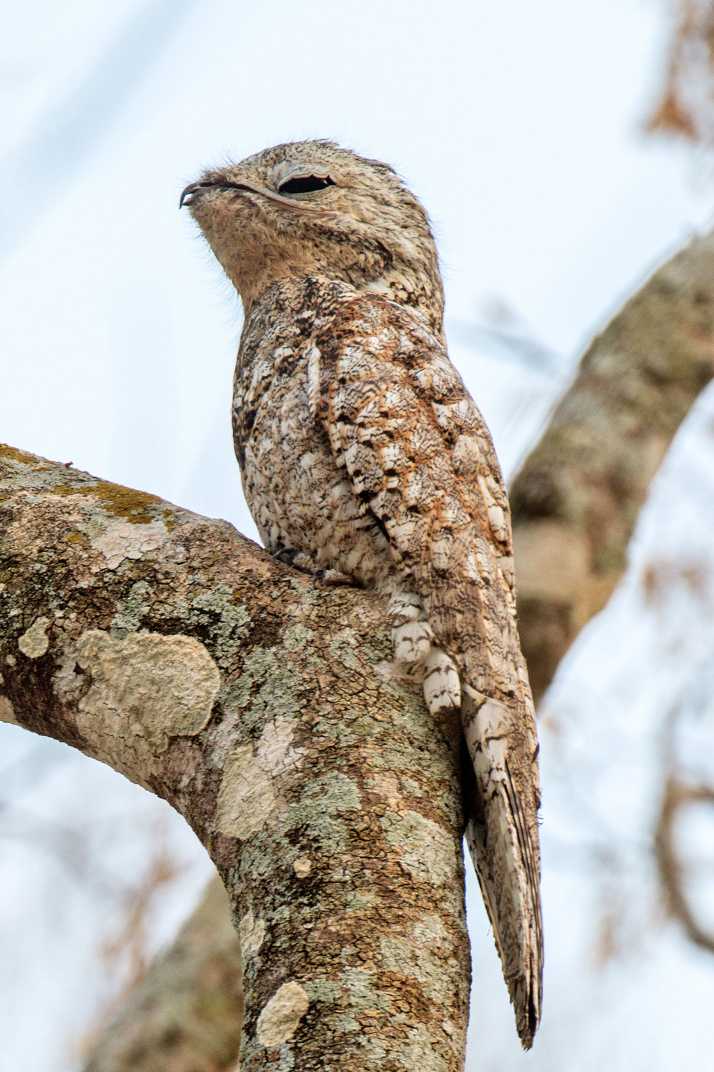 great potto © Rudi Debruyne