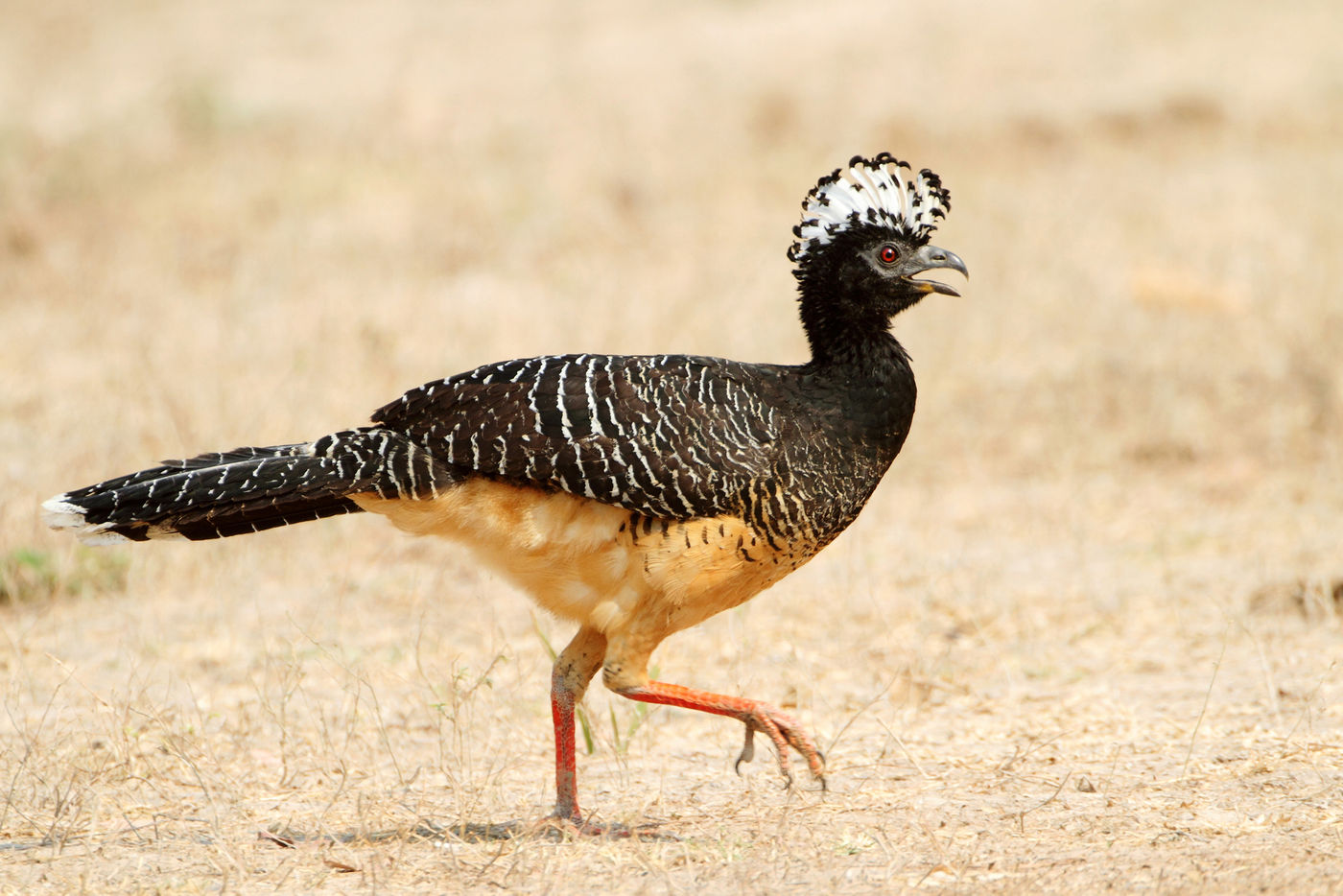 Barefaced curassow, een spectaculaire verschijning in het laagland van de Pantanal. © Rudi Debruyne