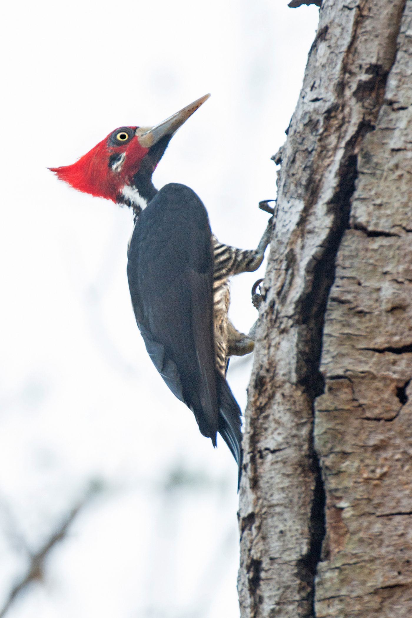 Een crimson-crested woodpecker, weer een van die grote roodzwarte 'woodies'. © Rudi Debruyne