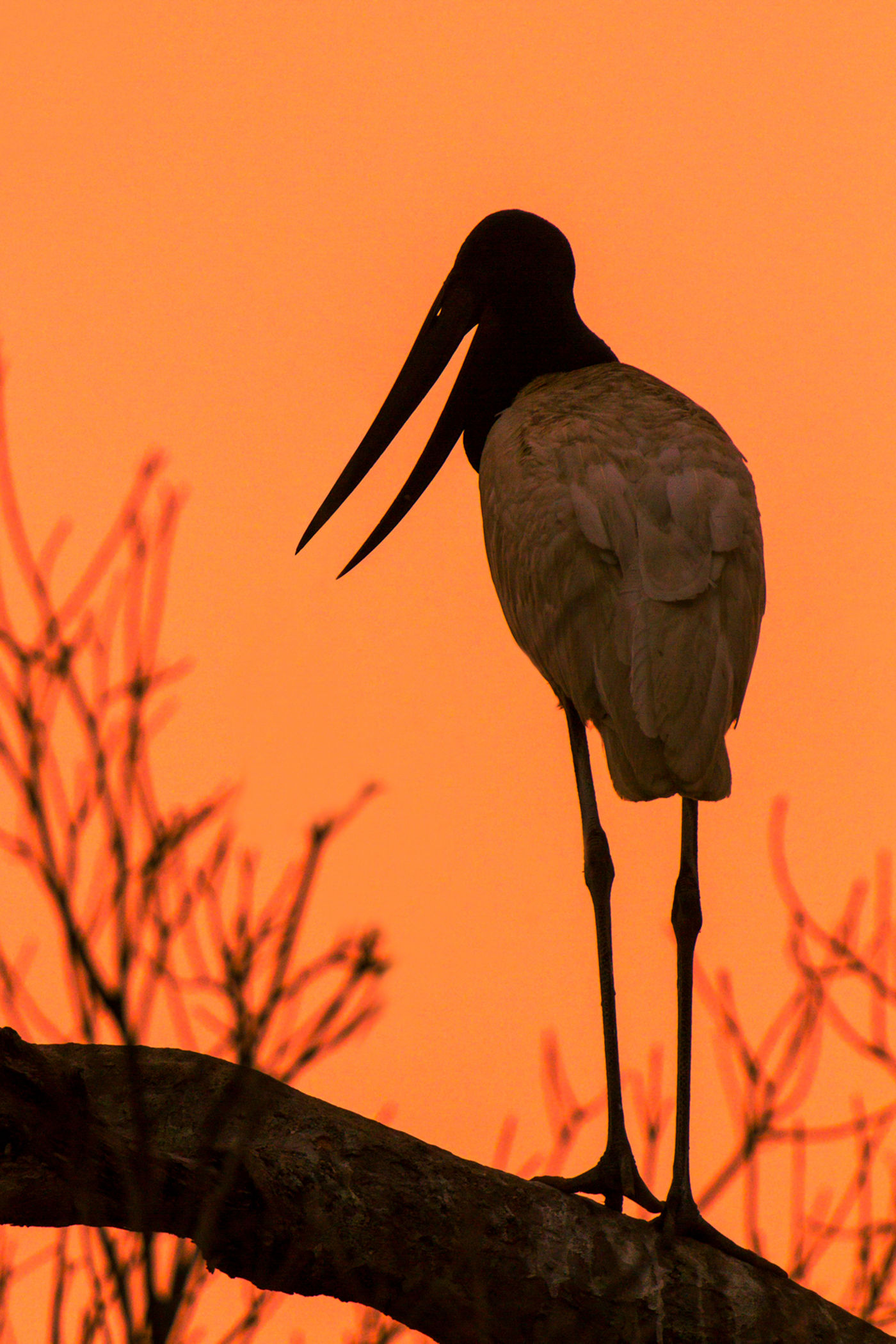 jabiru © Rudi Debruyne