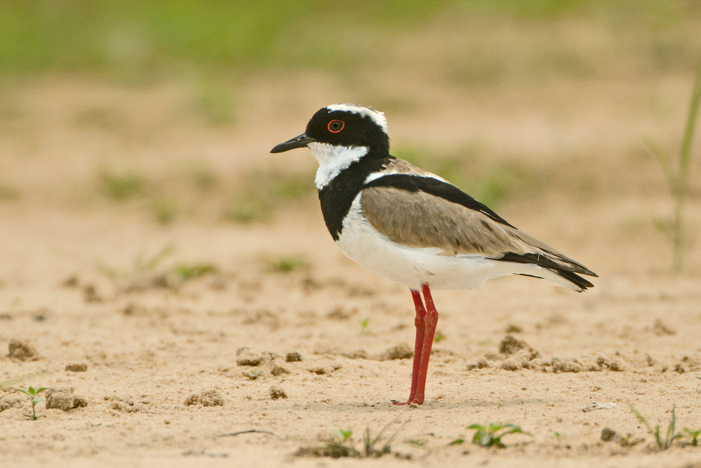 Pied plover, oftewel 'bonte plevier', en dat is meteen duidelijk waarom. © Rudi Debruyne