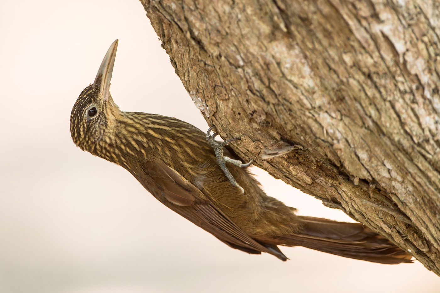 Woodcreepers zoals deze straight-billed woodcreeper, behoren tot de ovenbirds, een uitsluitend neotropische familie. © Rudi Debruyne