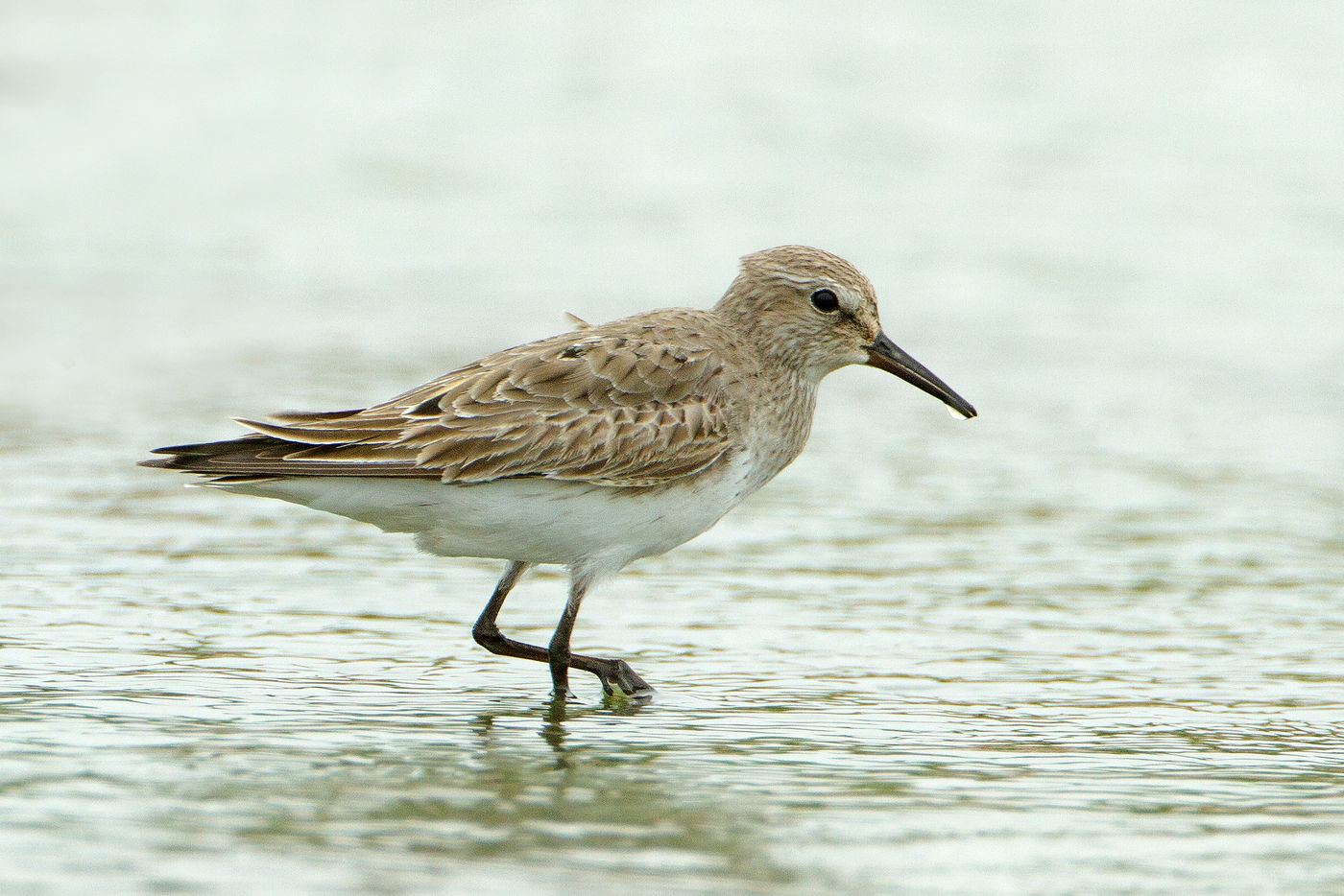 Deze bonapartes strandloper is ver van huis. © Rudi Debruyne