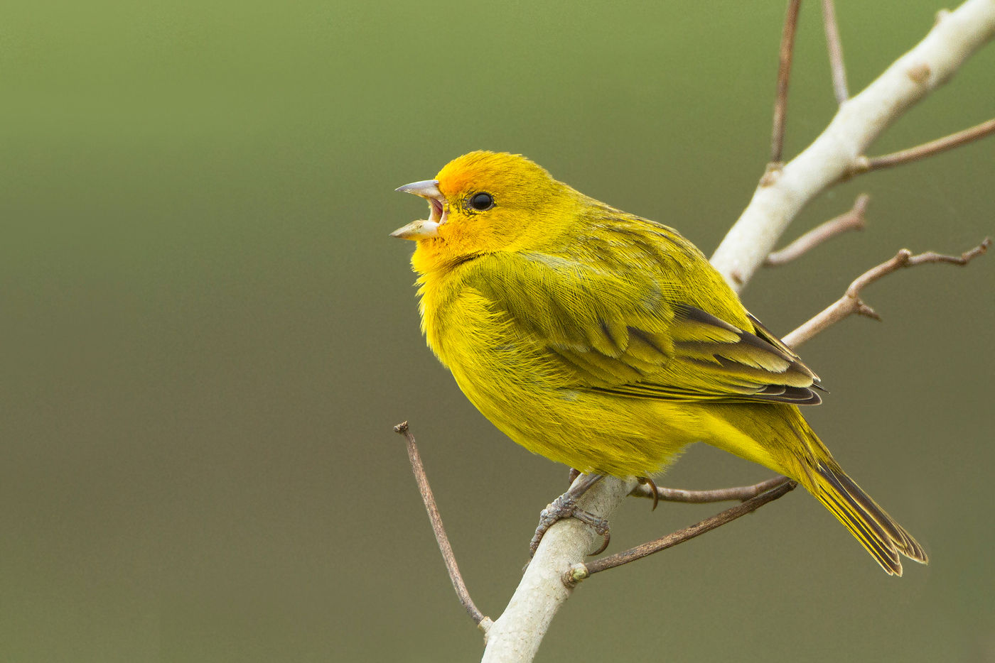 Een saffron finch zingt uit volle borst. De soort heeft z'n naam niet gestolen. © Rudi Debruyne