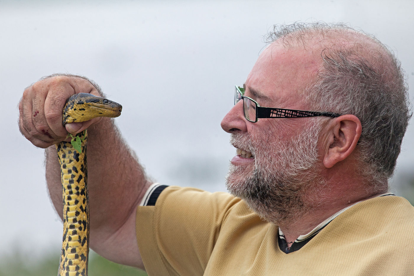 De gids met een anaconda, de op één na grootste slang van de wereld! © Rudi Debruyne