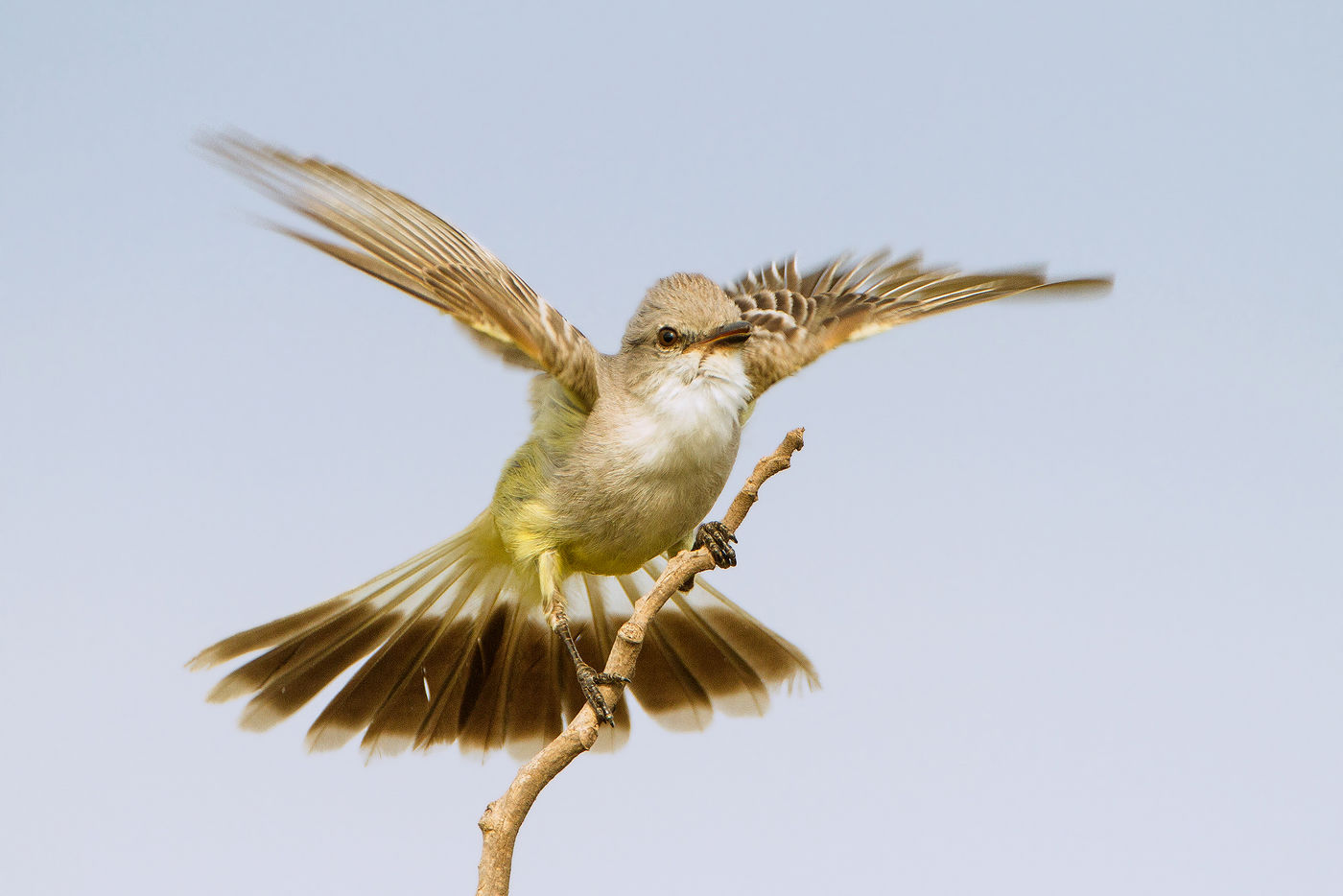 Een zeldzame endeem voor het land: suiriritiran (suiriri flycatcher), balancerend op een takje. © Rudi Debruyne