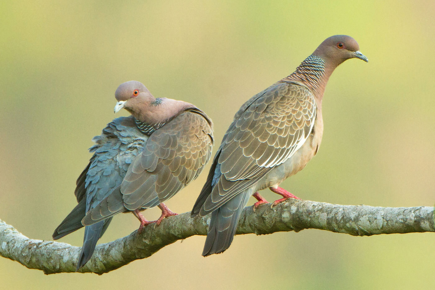 Een paartje picazuro pigeons. © Rudi Debruyne