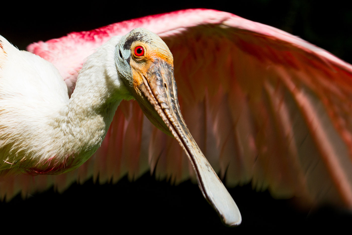 Een roze lepelaar van erg dichtbij. © Rudi Debruyne