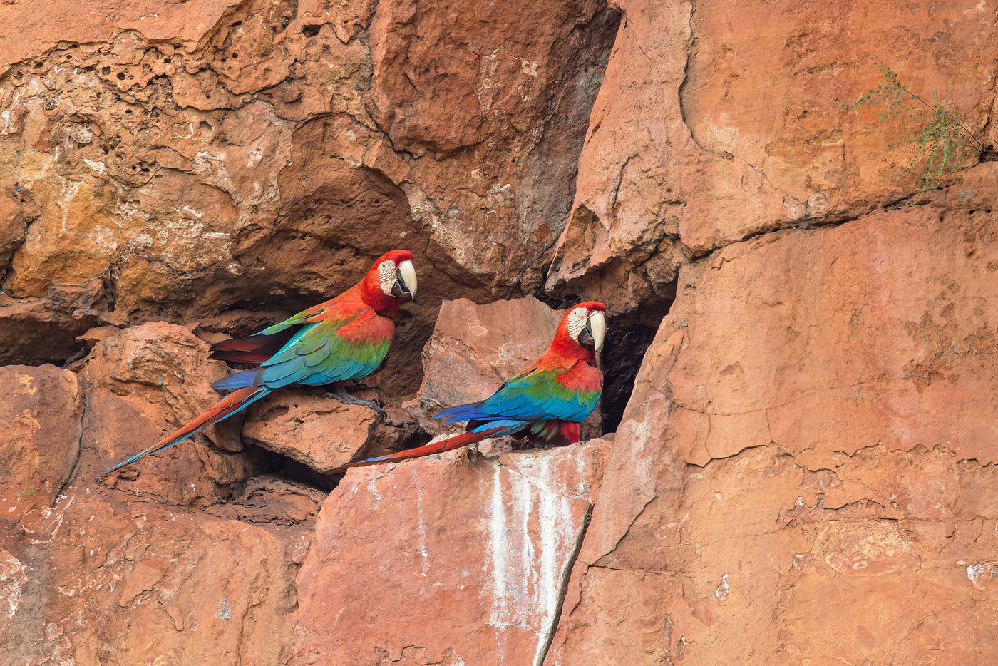 De red-and-green macaw is een van de meest bekende soorten. © Rudi Debruyne