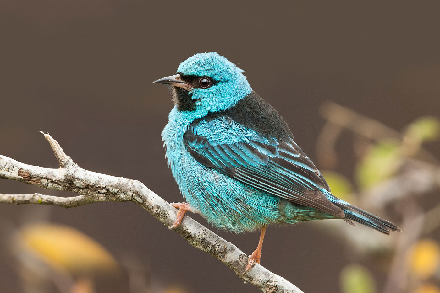 Het azuurblauw van een blue dacnis. © Rudi Debruyne