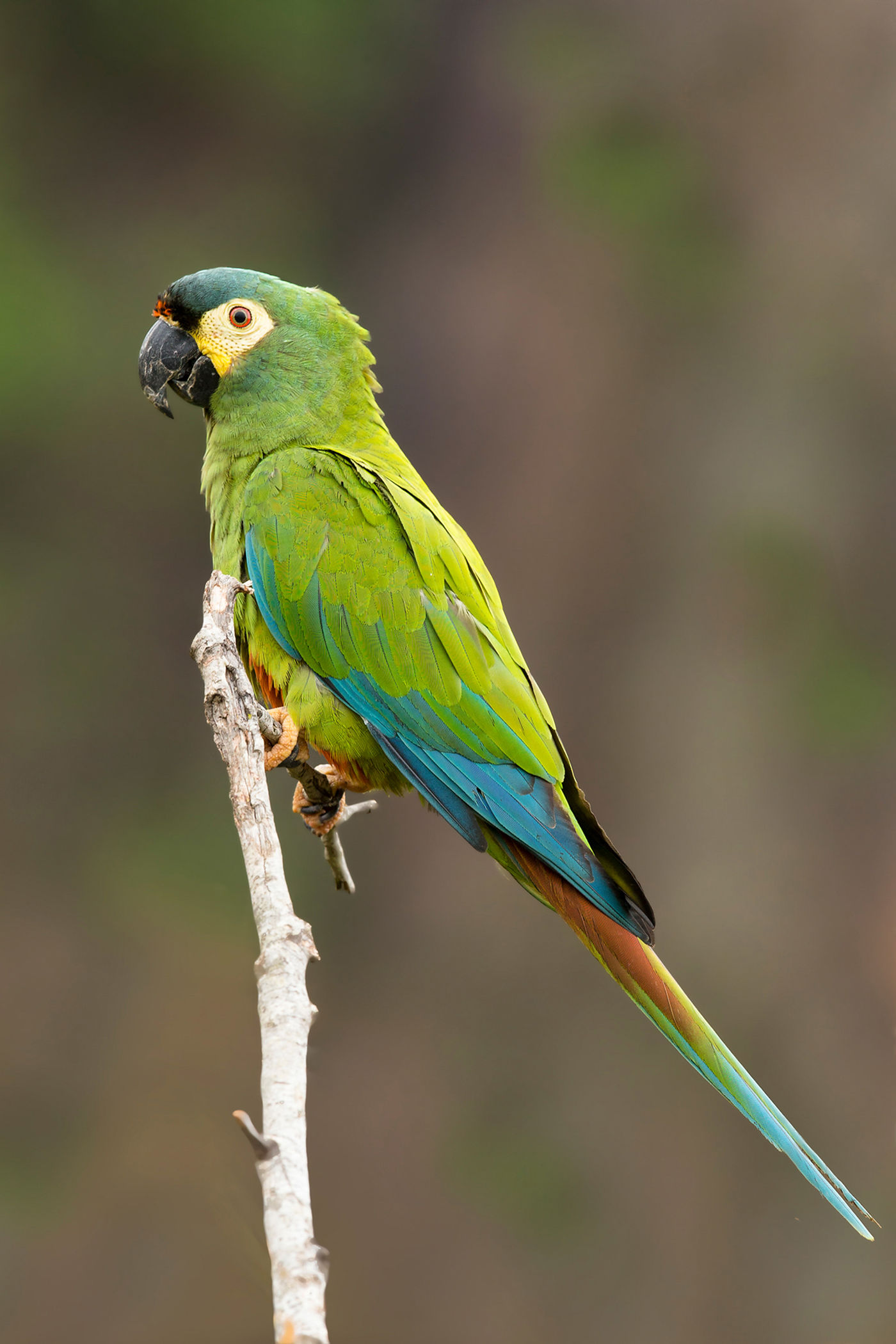 De blue-winged macaw, een van de meer zeldzame soorten ara's. © Rudi Debruyne