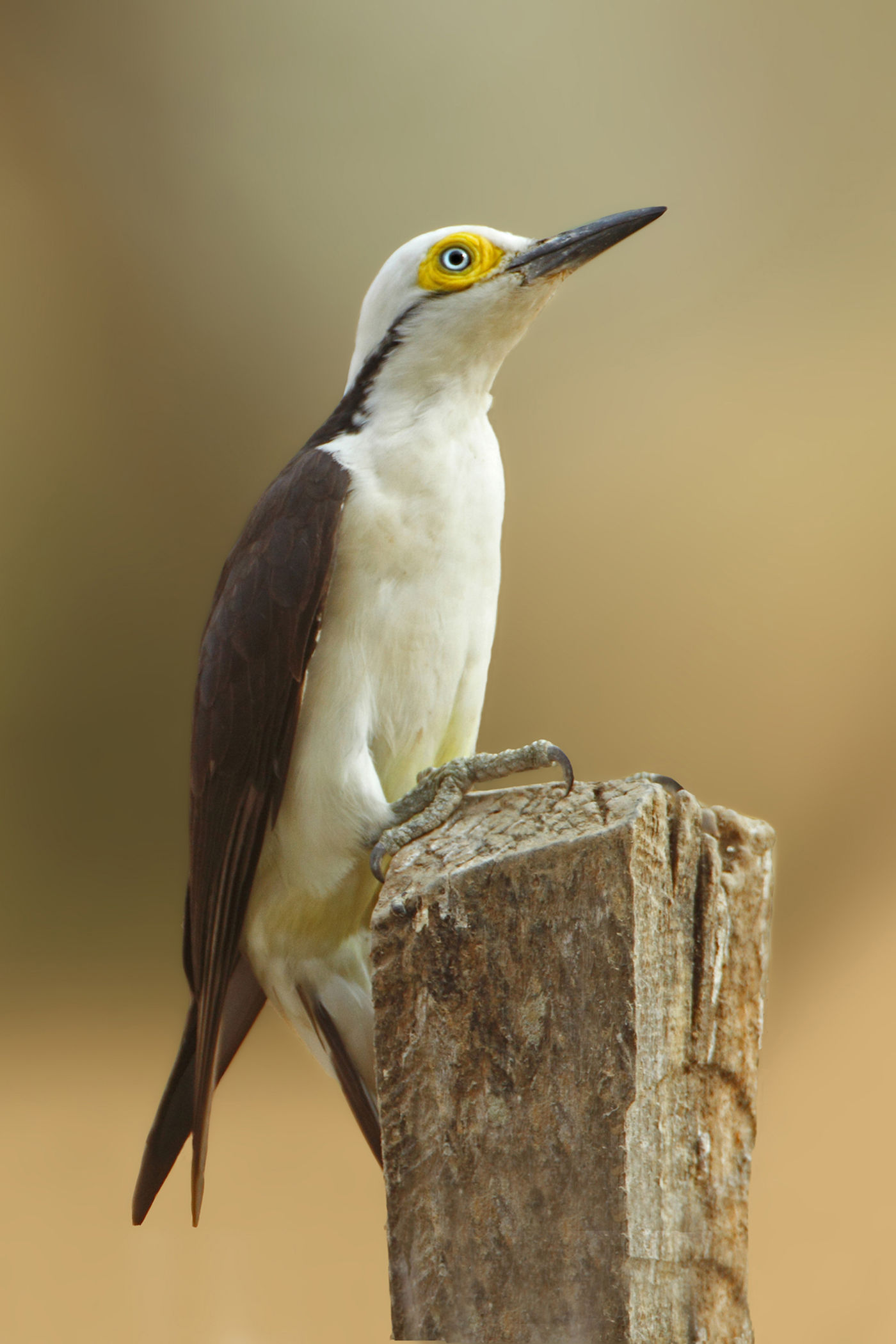 White woodpecker, met z'n gele bril. © Rudi Debruyne