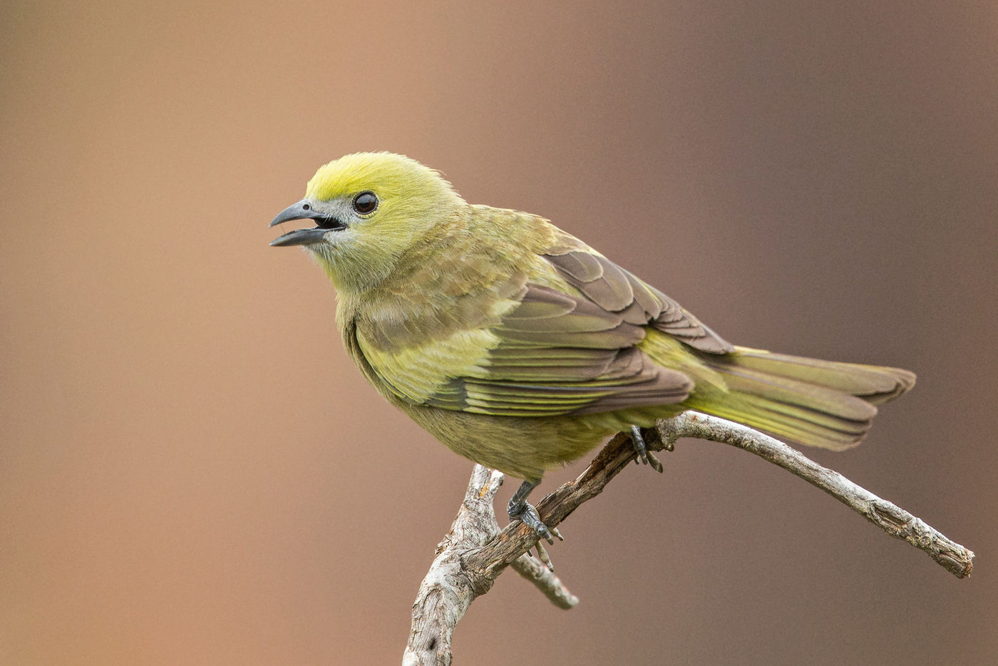 Palm tanagers behoren tot de meest verspreide tanagers van Zuid-Amerika. © Rudi Debruyne