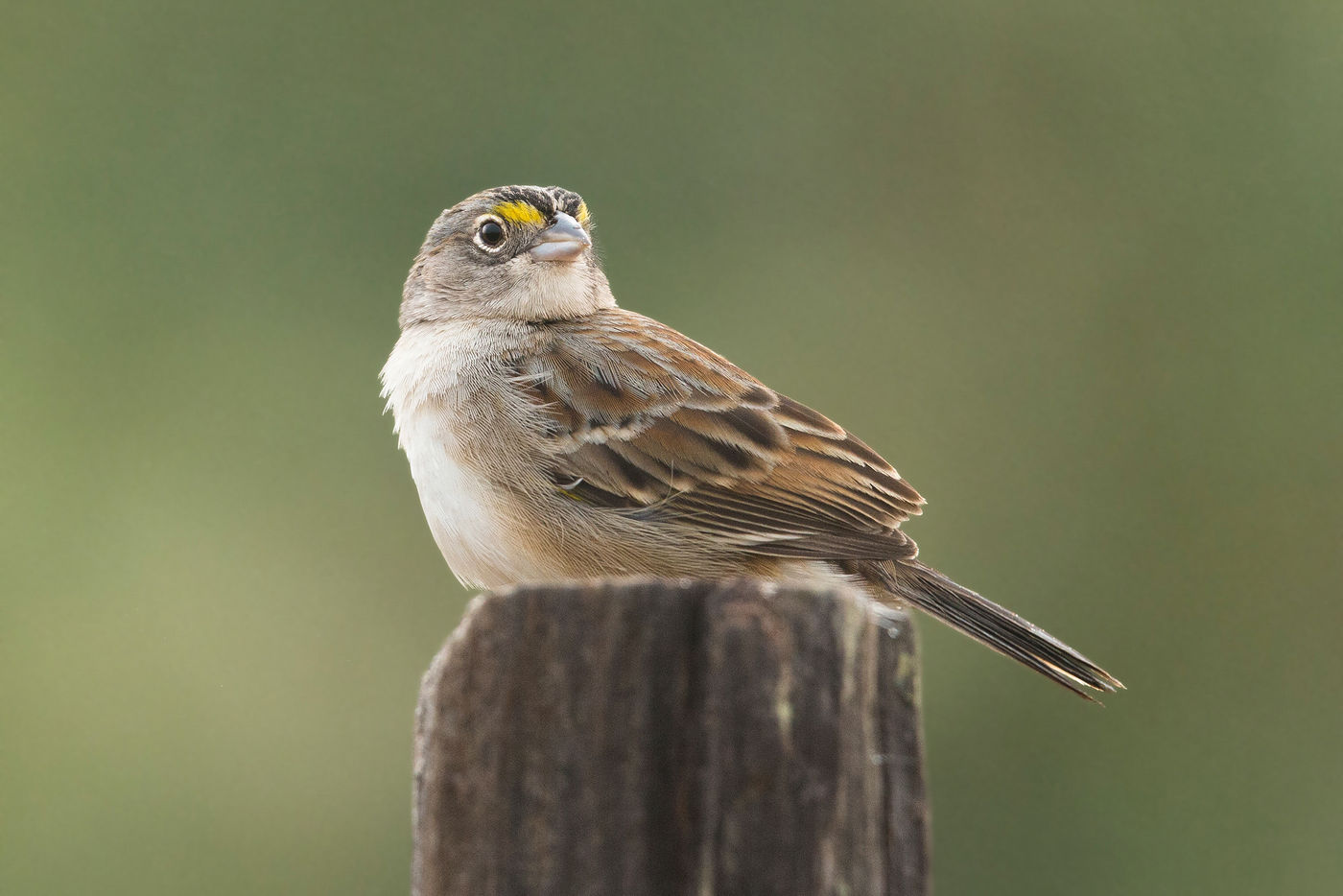 Een grassland sparrow, een erg skulkende soort die we hier met veel geluk konden vastleggen. © Rudi Debruyne